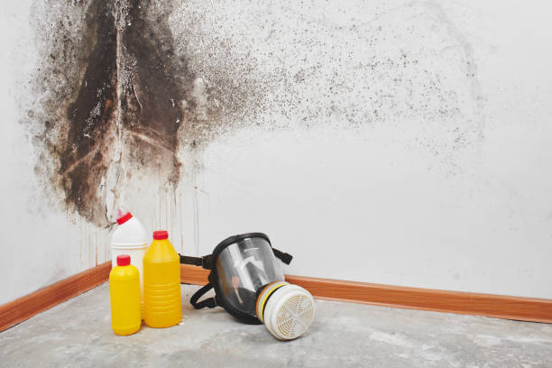 Crawl Space Mold Removal in Hawi, HI