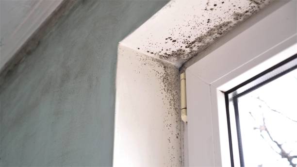 Best Attic Mold Removal  in Hawi, HI
