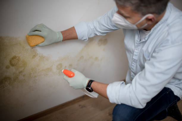 Attic Mold Removal in Hawi, HI