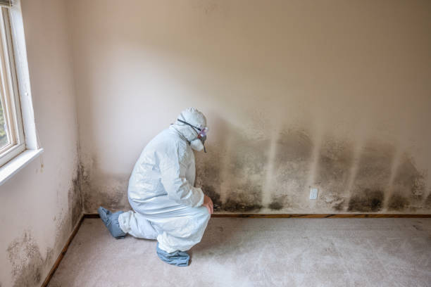 Best Attic Mold Removal  in Hawi, HI