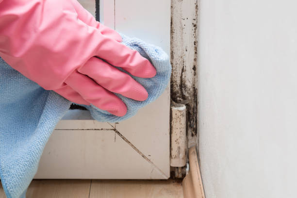 Best Mold Cleaning Services  in Hawi, HI